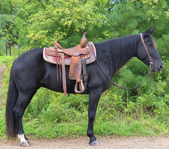 "Raven" Black Mare Missouri Fox Trotter