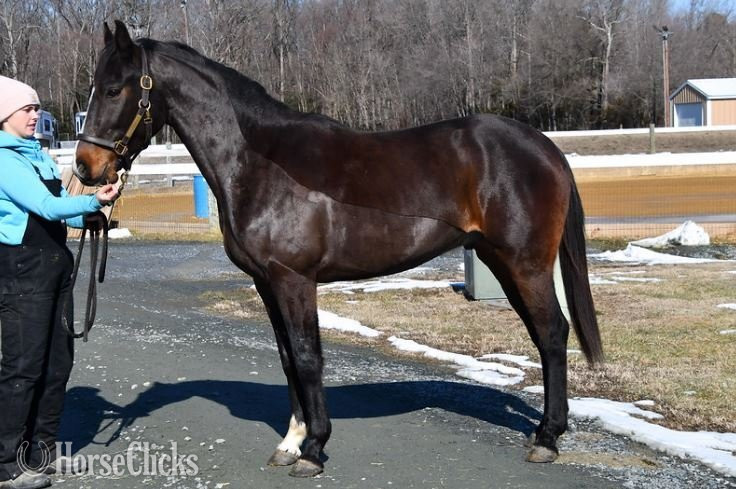 "Valentino" Bay Gelding Thoroughbred in Saskatchewan