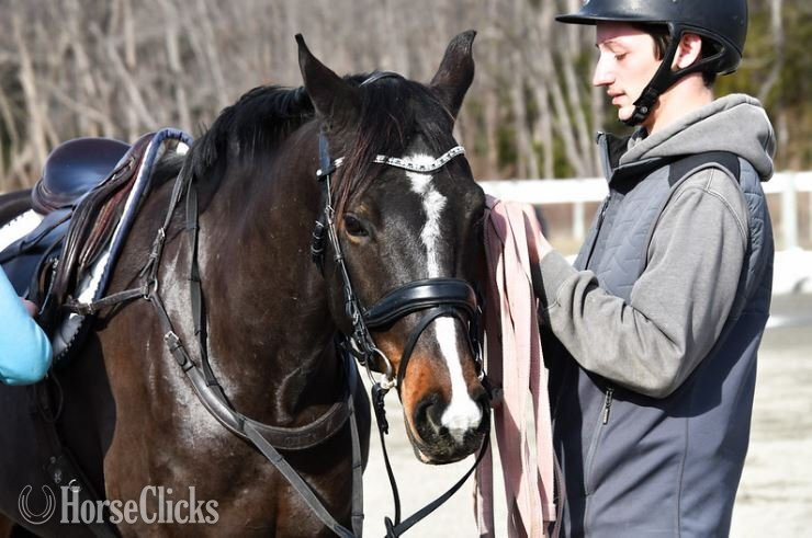 "Valentino" Bay Gelding Thoroughbred