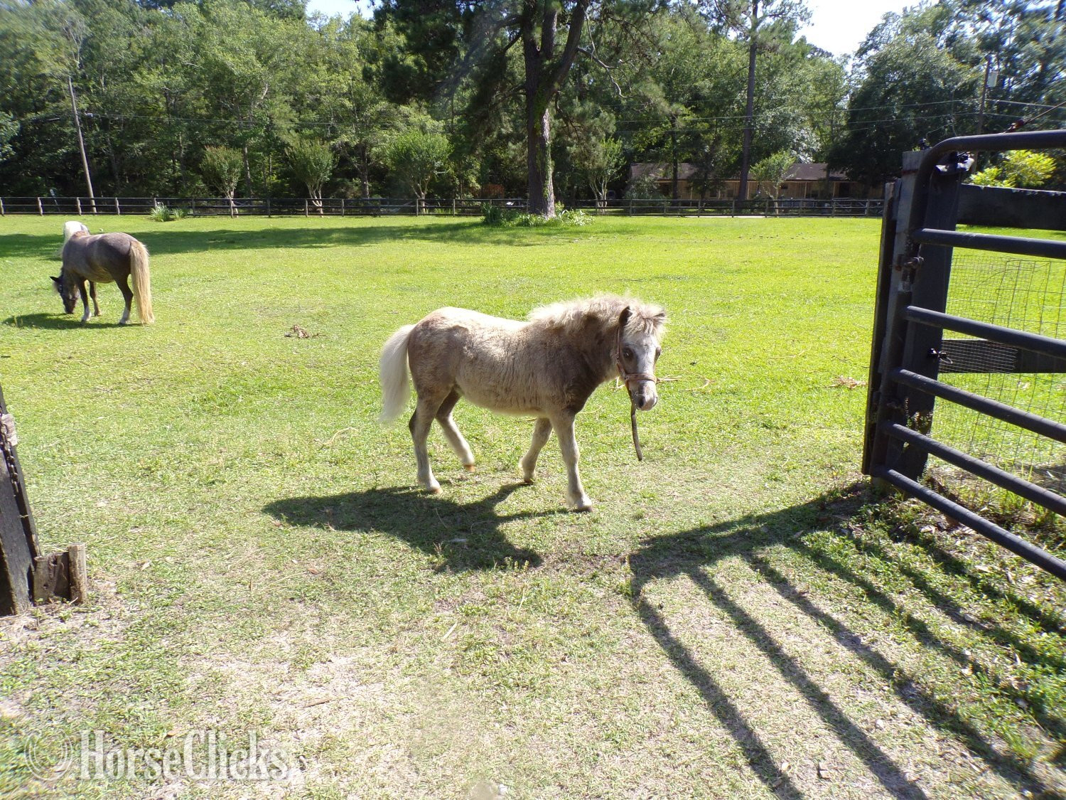 "CASANOVA"  Colt American Miniature in Louisiana