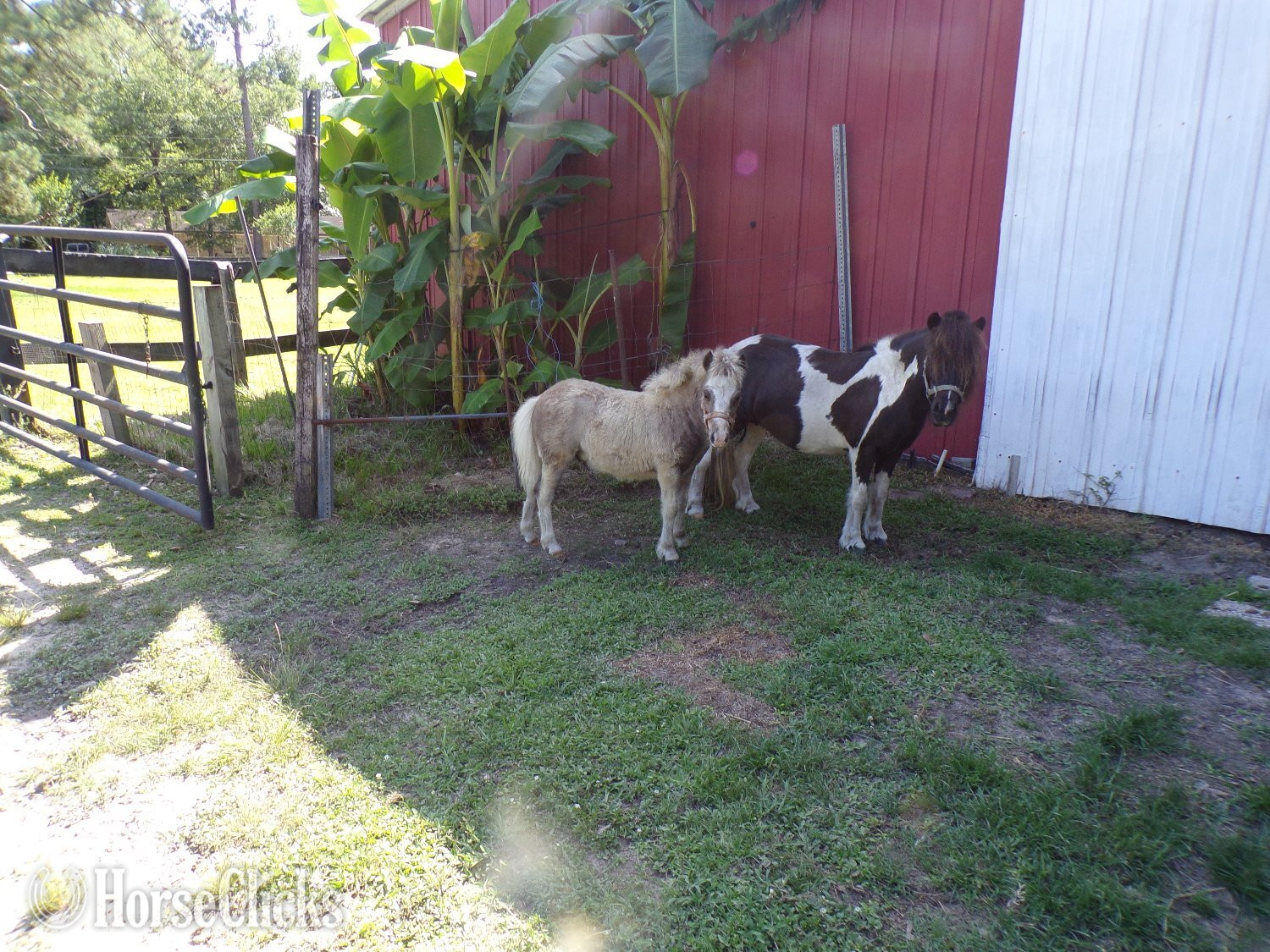"CASANOVA"  Colt American Miniature