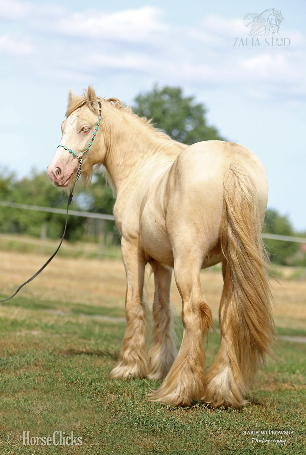 "SUNFYRE THE GOLDEN" Perlino Stallion Gypsy Vanner in Maine