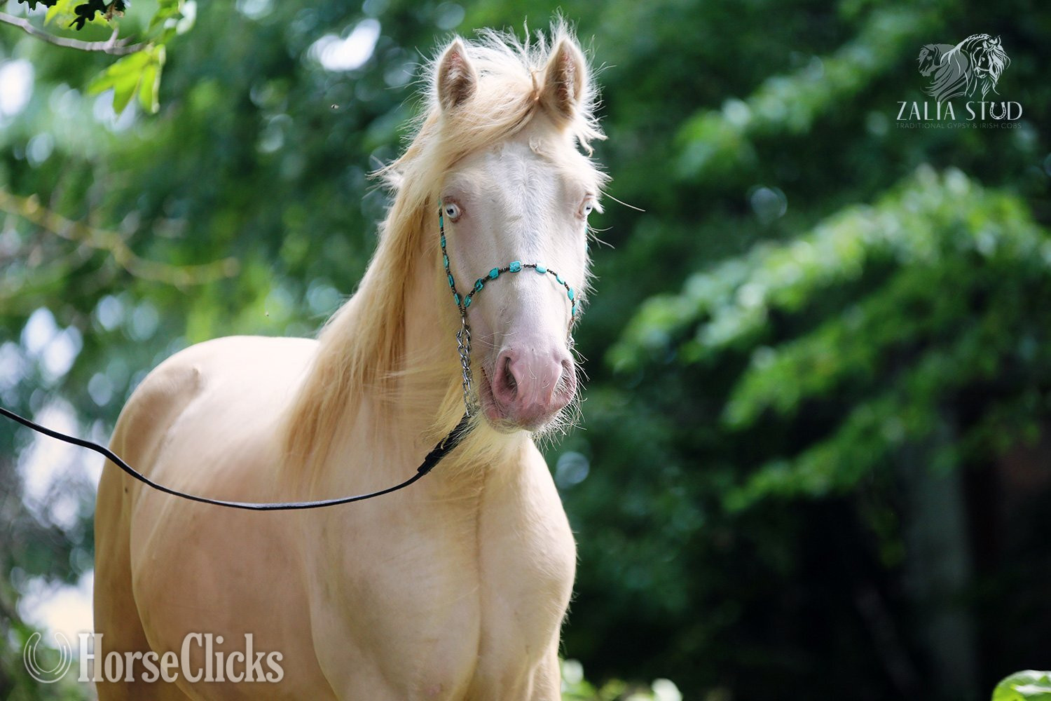 "SUNFYRE THE GOLDEN" Perlino Stallion Gypsy Vanner