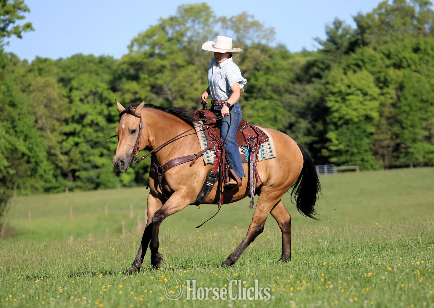 "Mr Dakota Rey Bar" Buckskin Gelding Quarter Horse - Quarter Horse