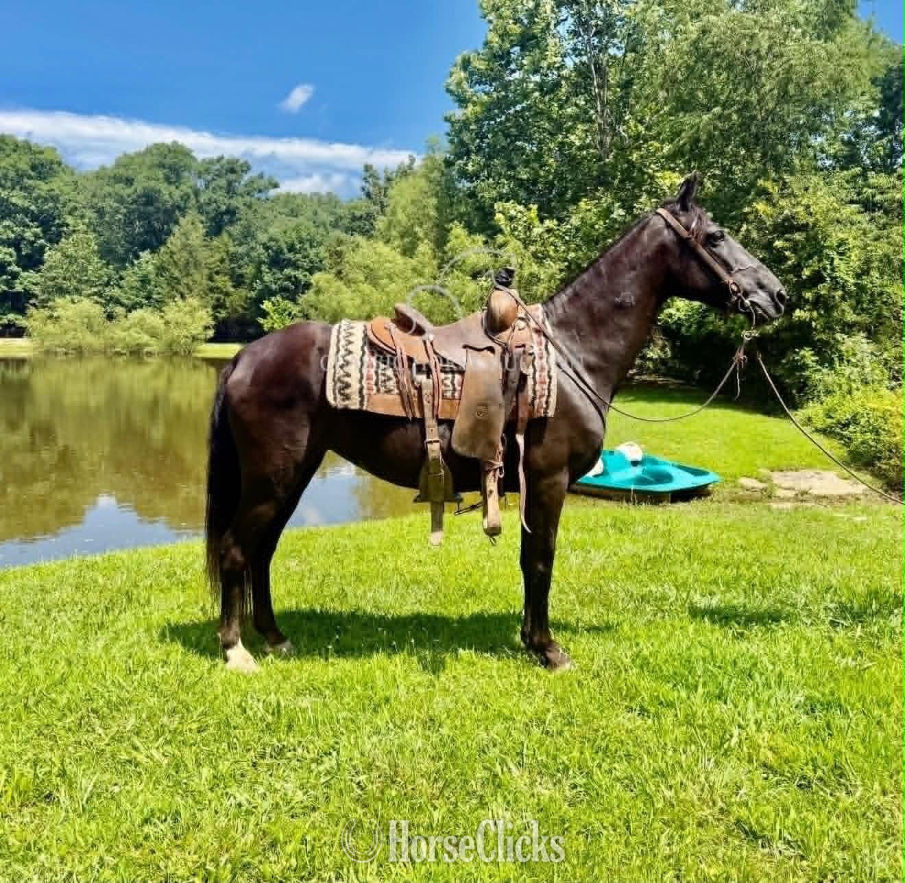 "SHADOW" Black Mare Missouri Fox Trotter