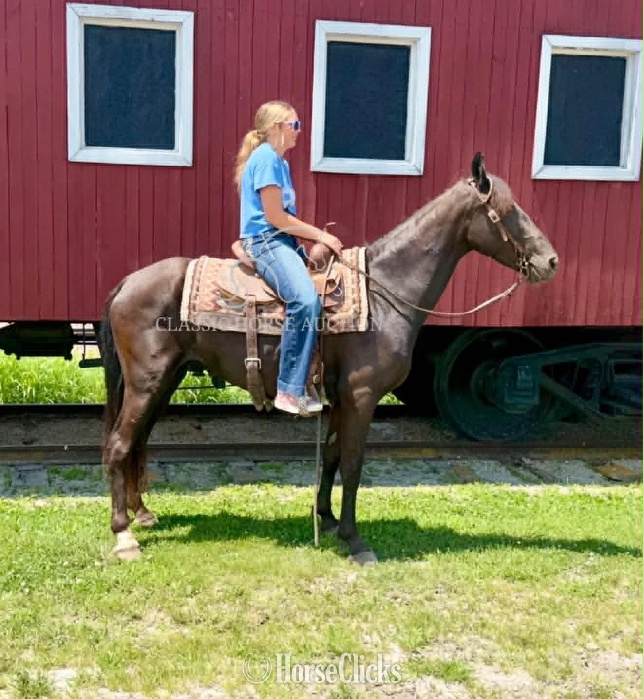 Missouri "SHADOW" Black Mare Missouri Fox Trotter