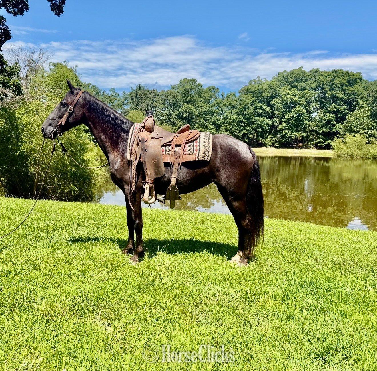 "SHADOW" Black Mare Missouri Fox Trotter Missouri