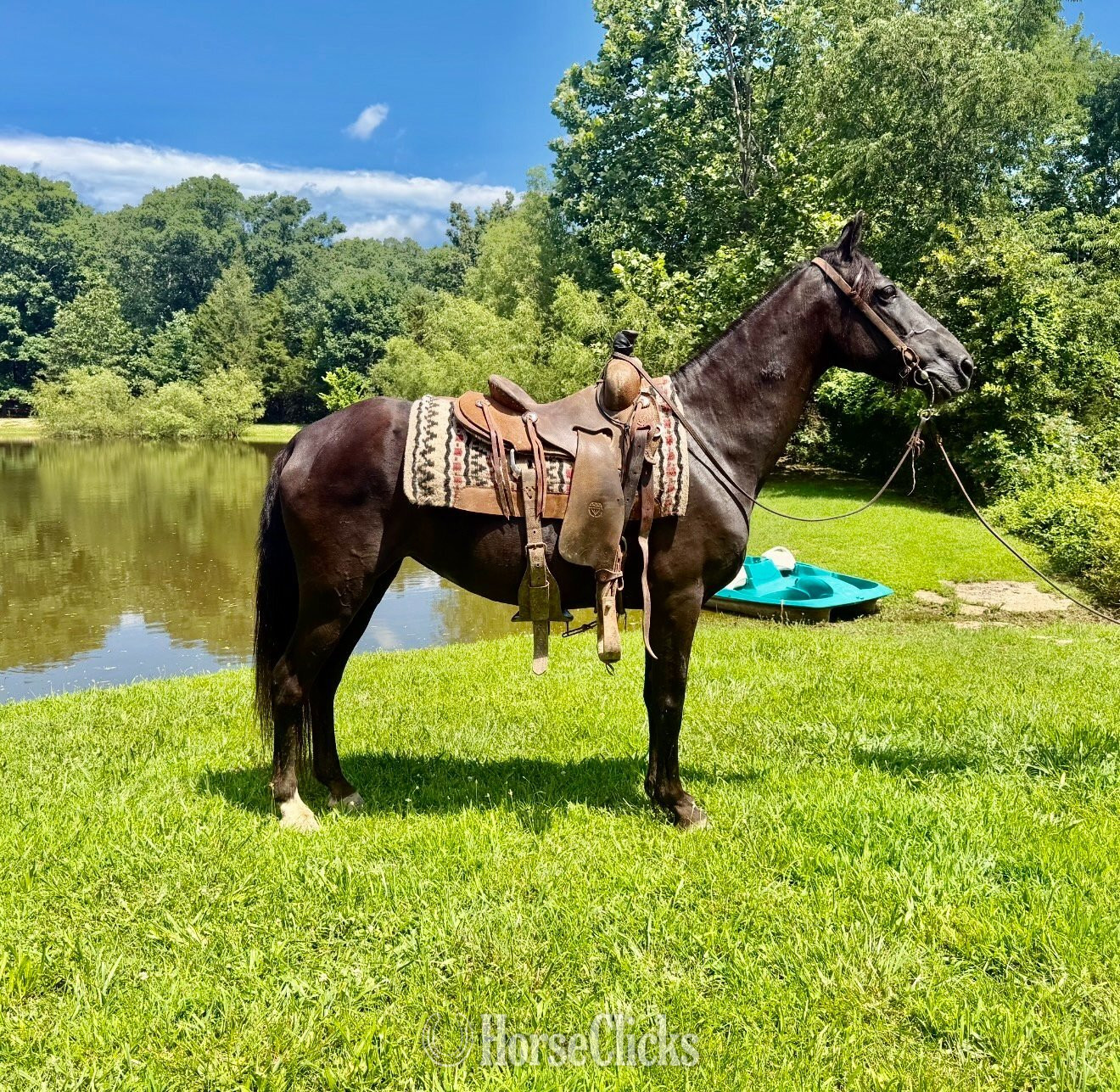 Missouri Fox Trotter - "SHADOW" Black Mare Missouri Fox Trotter in Missouri