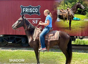 "SHADOW" Black Mare Missouri Fox Trotter