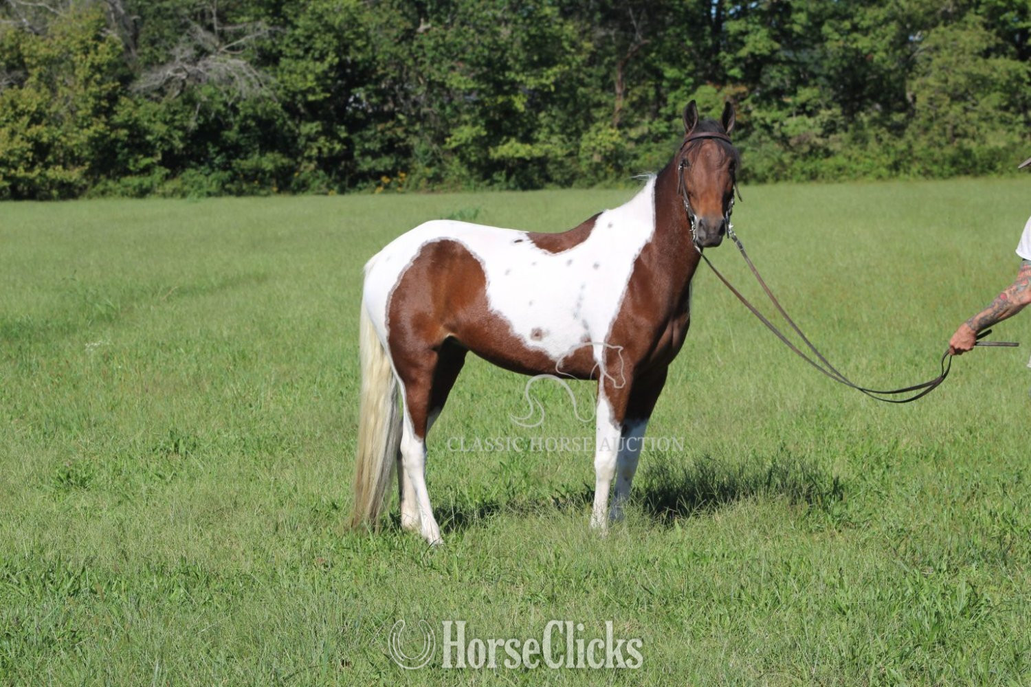 "BUNNY" Tabiano Mare Spotted Saddle - Spotted Saddle in Kentucky