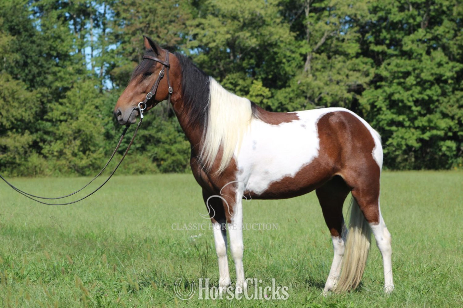 Spotted Saddle - "BUNNY" Tabiano Mare Spotted Saddle in Kentucky
