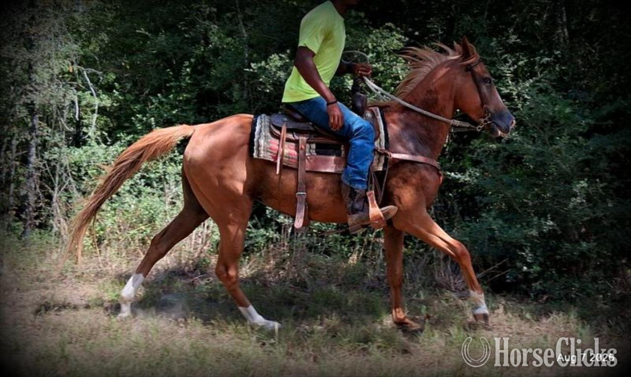 "Blair • Gentle Beginner-Safe Trail Mare " Sorrel Mare Quarter Horse - Quarter Horse