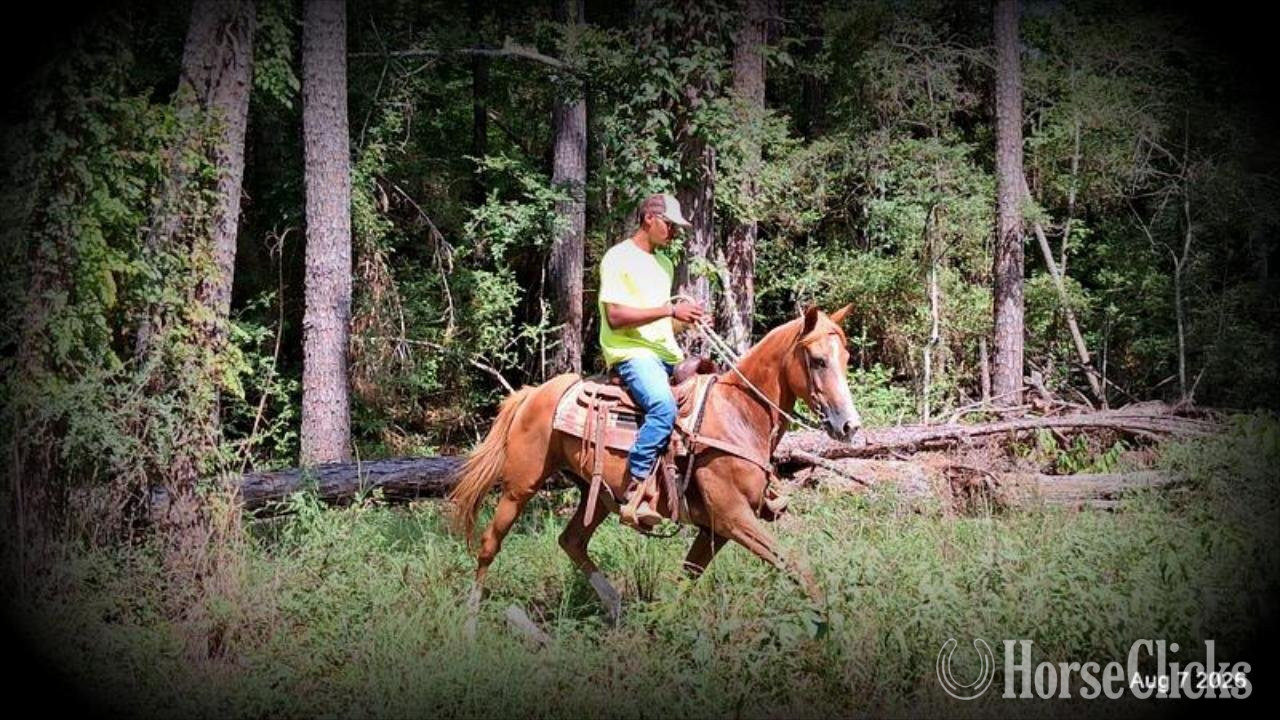 Quarter Horse - "Blair • Gentle Beginner-Safe Trail Mare " Sorrel Mare Quarter Horse in Texas