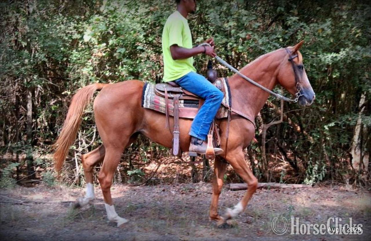 Quarter Horse - "Blair • Gentle Beginner-Safe Trail Mare " Sorrel Mare Quarter Horse