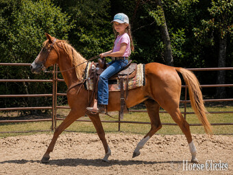 "Blair • Gentle Beginner-Safe Trail Mare " Sorrel Mare Quarter Horse