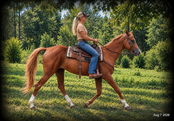 "Blair • Gentle Beginner-Safe Trail Mare " Sorrel Mare Quarter Horse