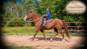 "Blair • Gentle Beginner-Safe Trail Mare " Sorrel Mare Quarter Horse