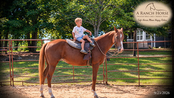 "Blair • Gentle Beginner-Safe Trail Mare " Sorrel Mare Quarter Horse