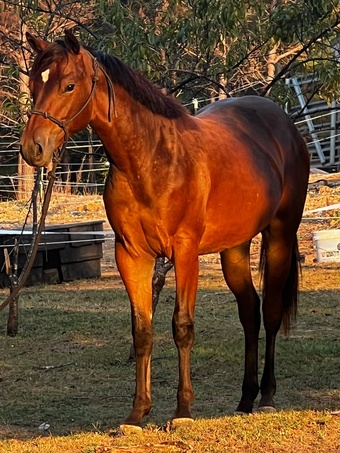"One Expensive Drawing" Bay Filly Appaloosa