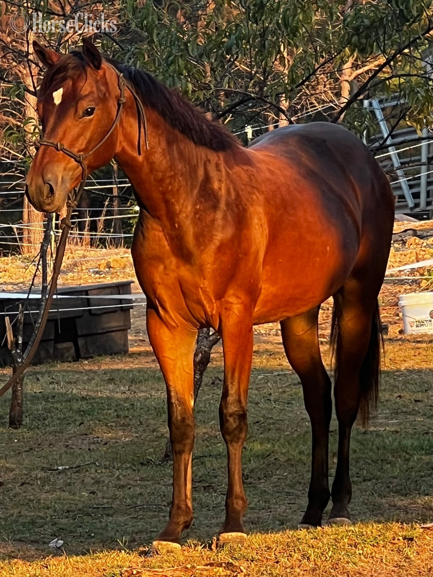"One Expensive Drawing" Bay Filly Appaloosa in Tennessee