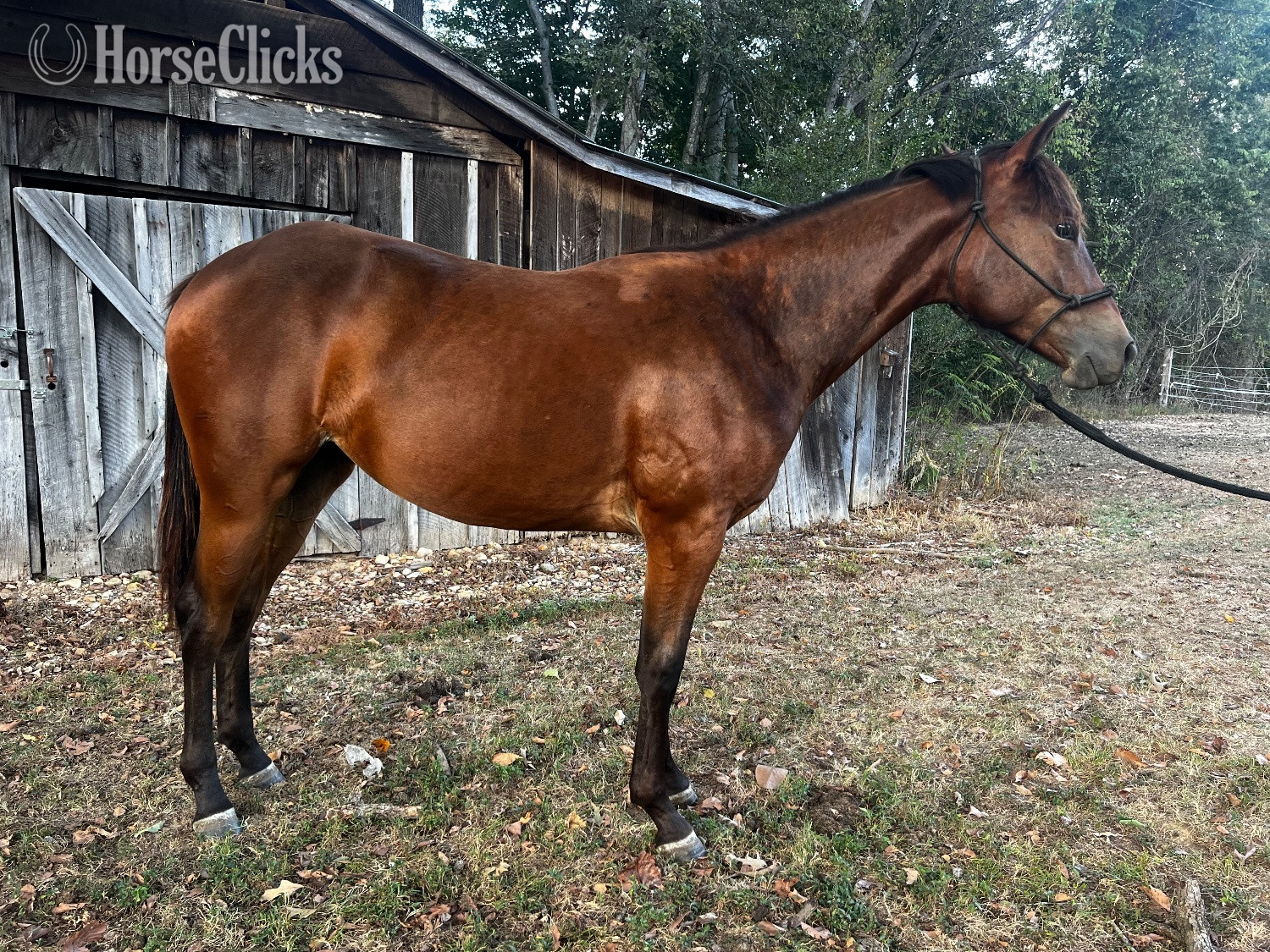 "One Expensive Drawing" Bay Filly Appaloosa