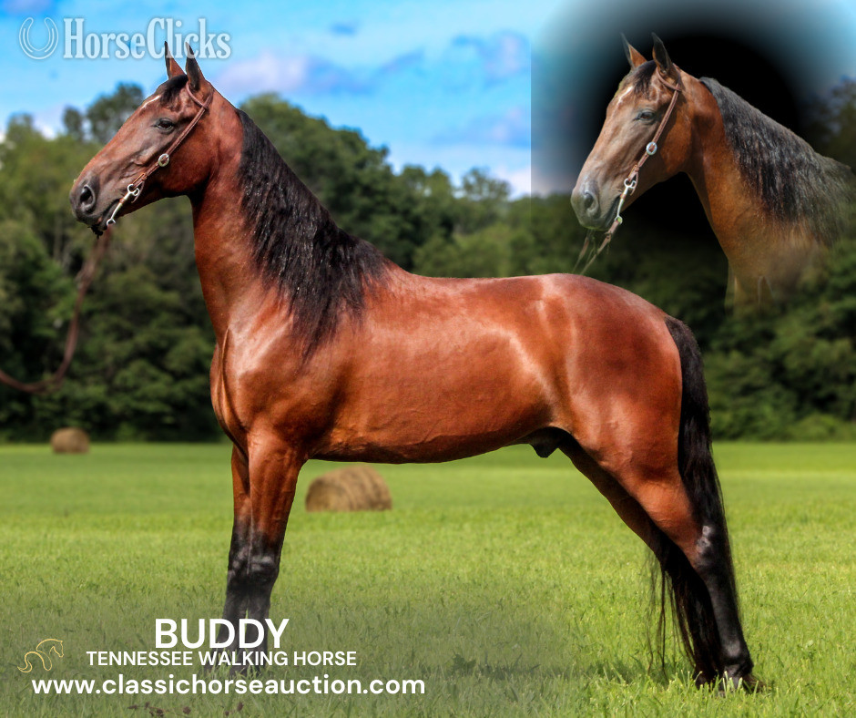 "BUDDY" Bay Gelding Tennessee Walker in Kentucky