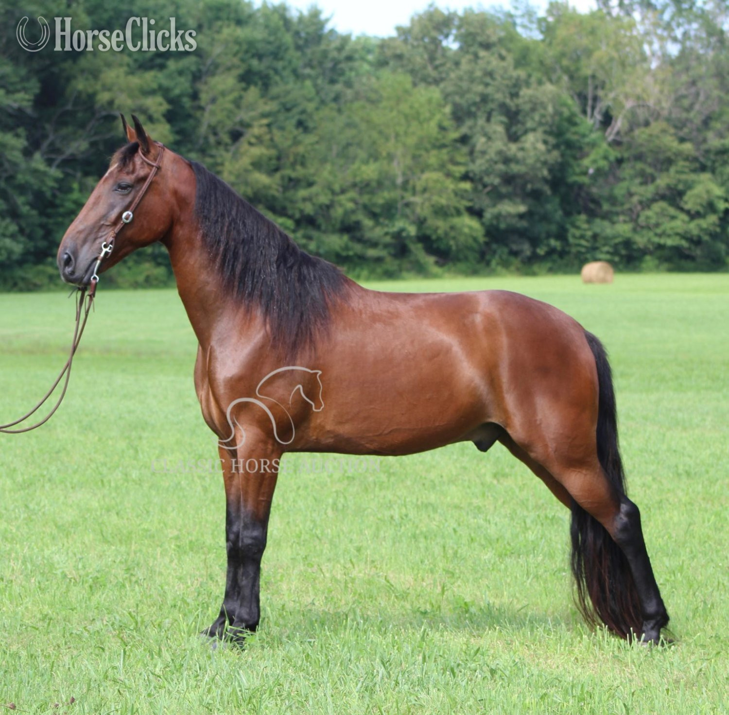 "BUDDY" Bay Gelding Tennessee Walker