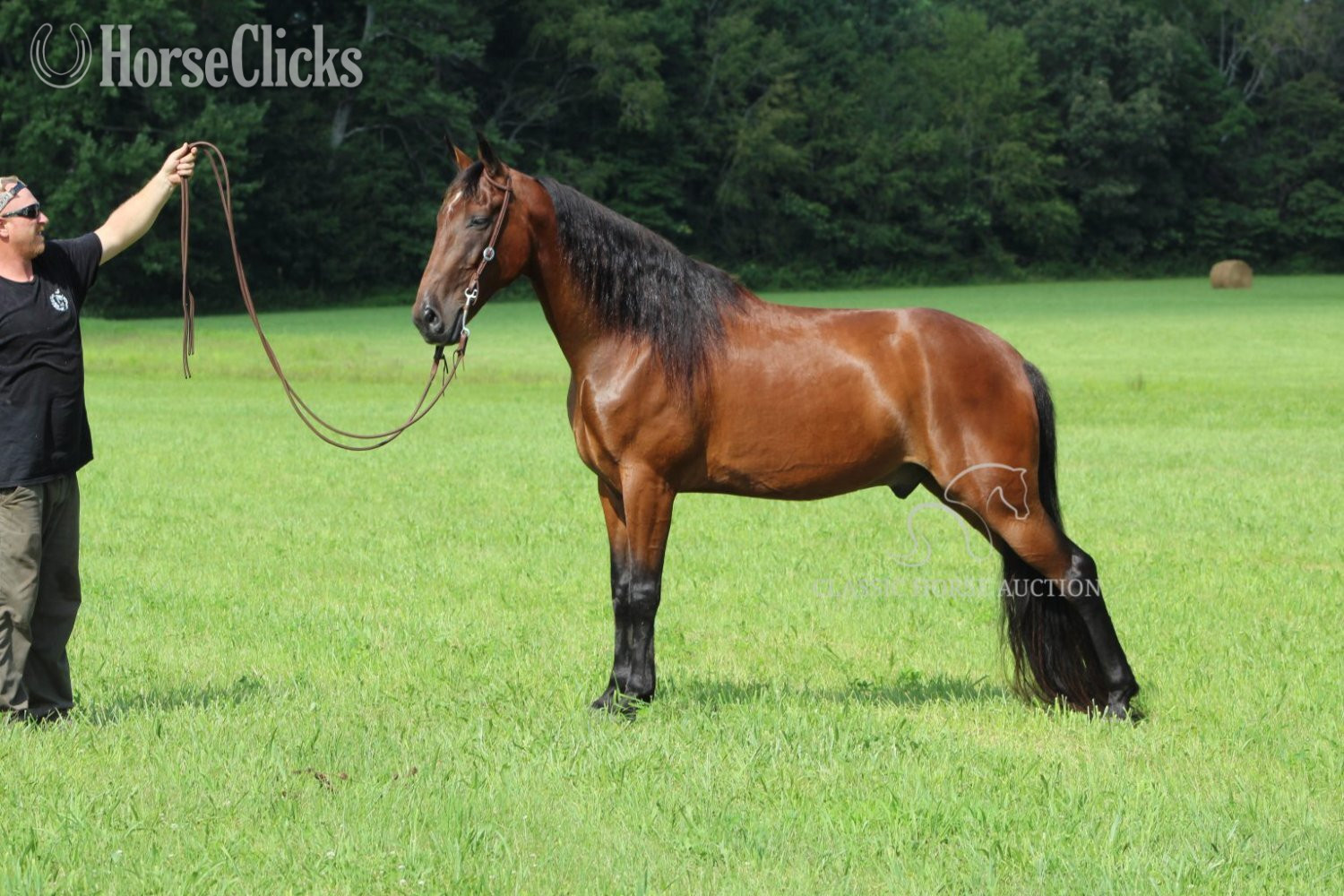 Kentucky "BUDDY" Bay Gelding Tennessee Walker