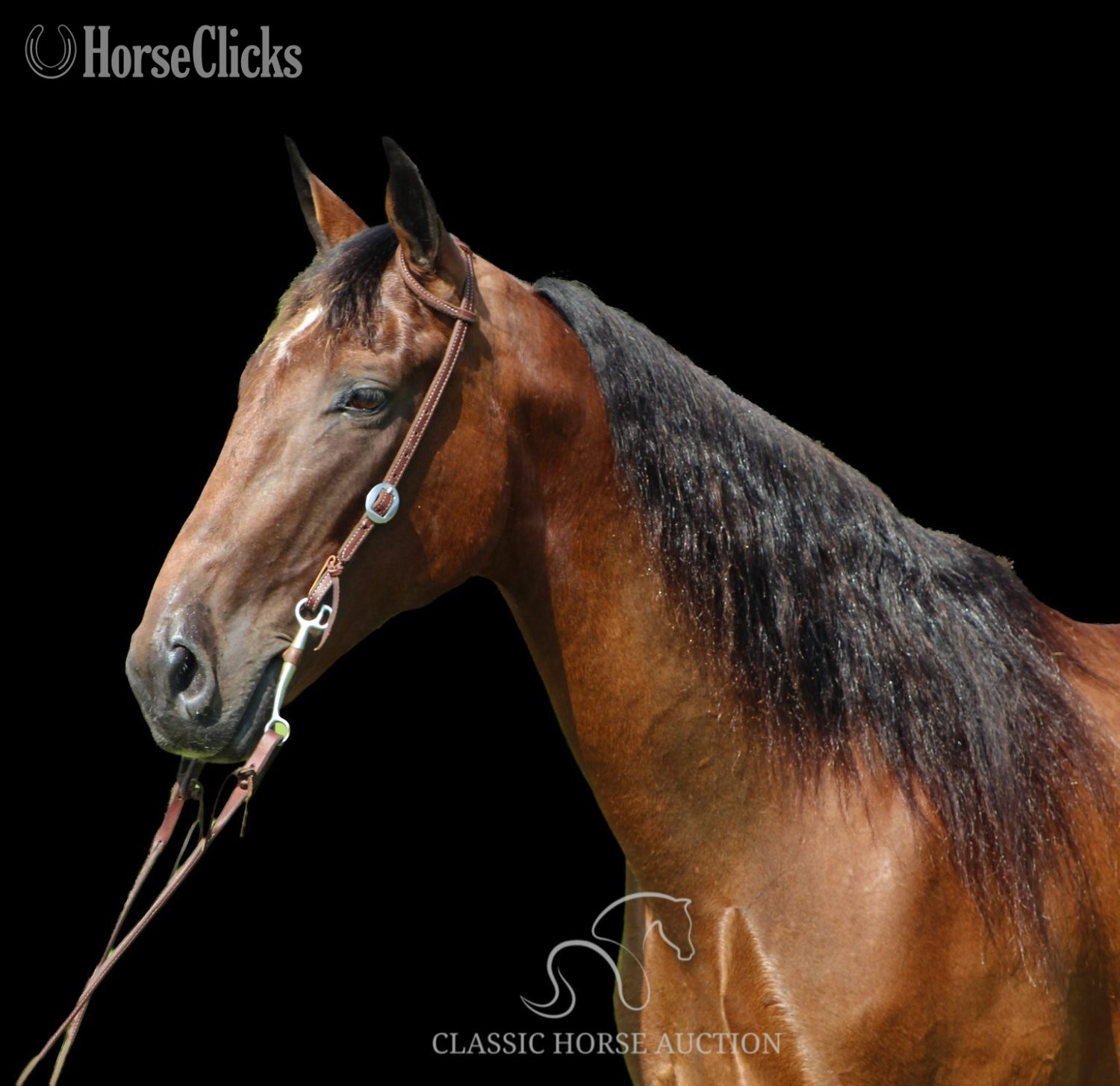 "BUDDY" Bay Gelding Tennessee Walker - Tennessee Walker in Kentucky