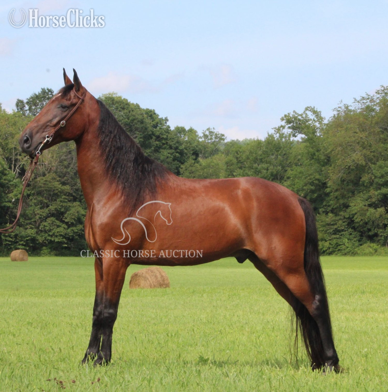 "BUDDY" Bay Gelding Tennessee Walker - Tennessee Walker