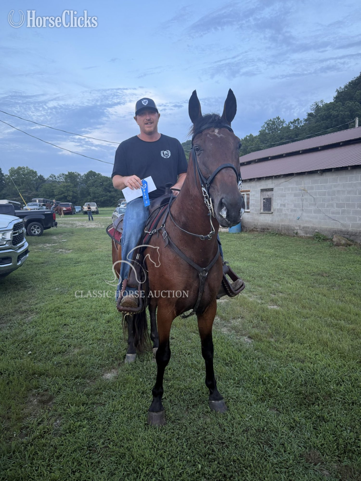 "BUDDY" Bay Gelding Tennessee Walker Kentucky