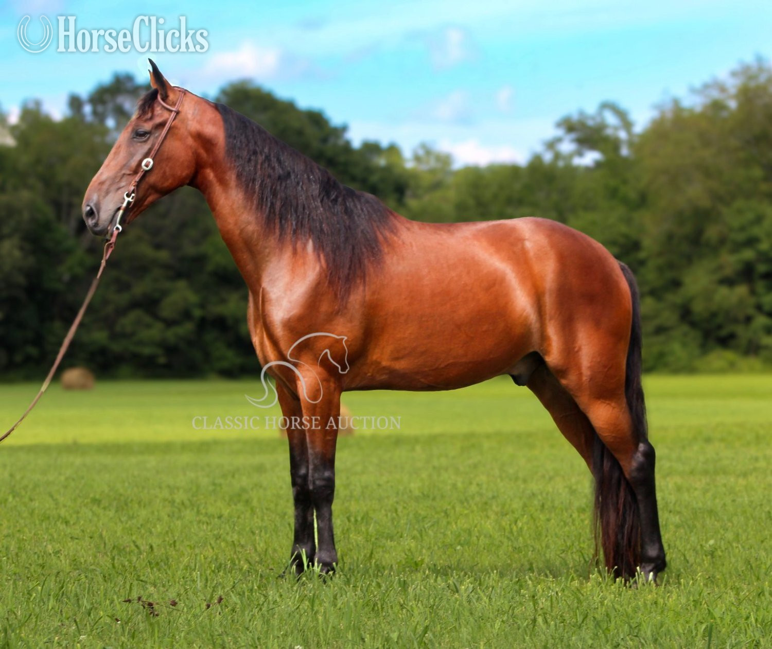 Tennessee Walker - "BUDDY" Bay Gelding Tennessee Walker in Kentucky