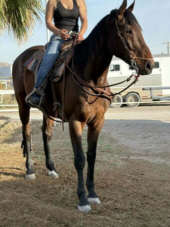 "3 card monty" Bay Gelding Thoroughbred