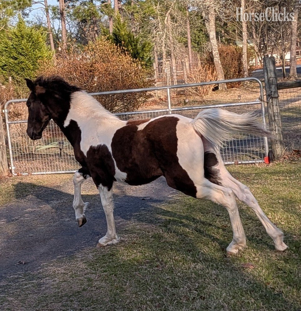 "DMF APACHE'S SONGBIRD" Tabiano Gelding Tennessee Walker