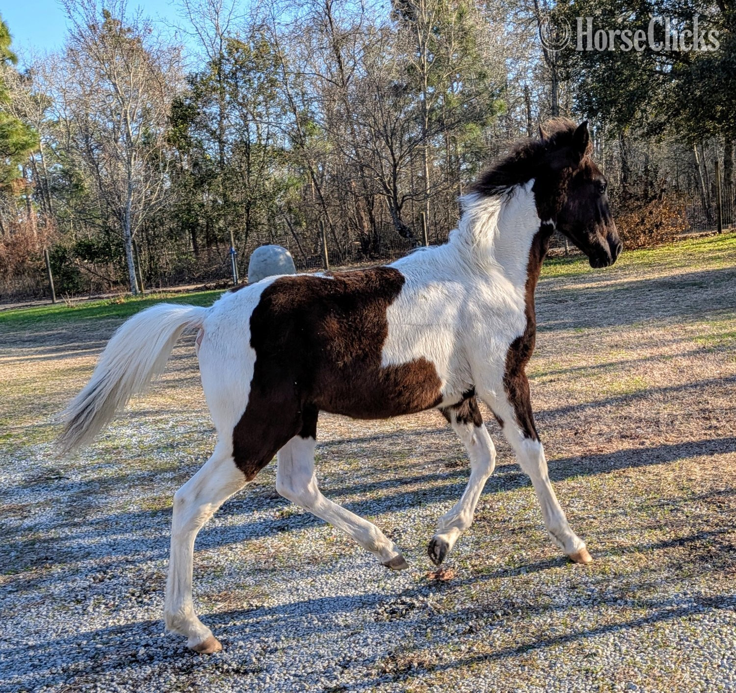 South Carolina "DMF APACHE'S SONGBIRD" Tabiano Gelding Tennessee Walker