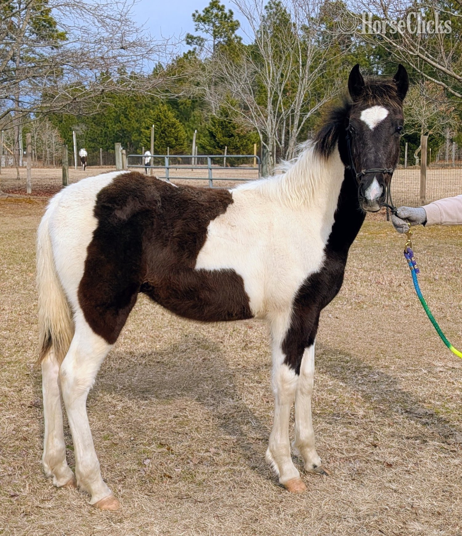 "DMF APACHE'S SONGBIRD" Tabiano Gelding Tennessee Walker - Tennessee Walker in South Carolina