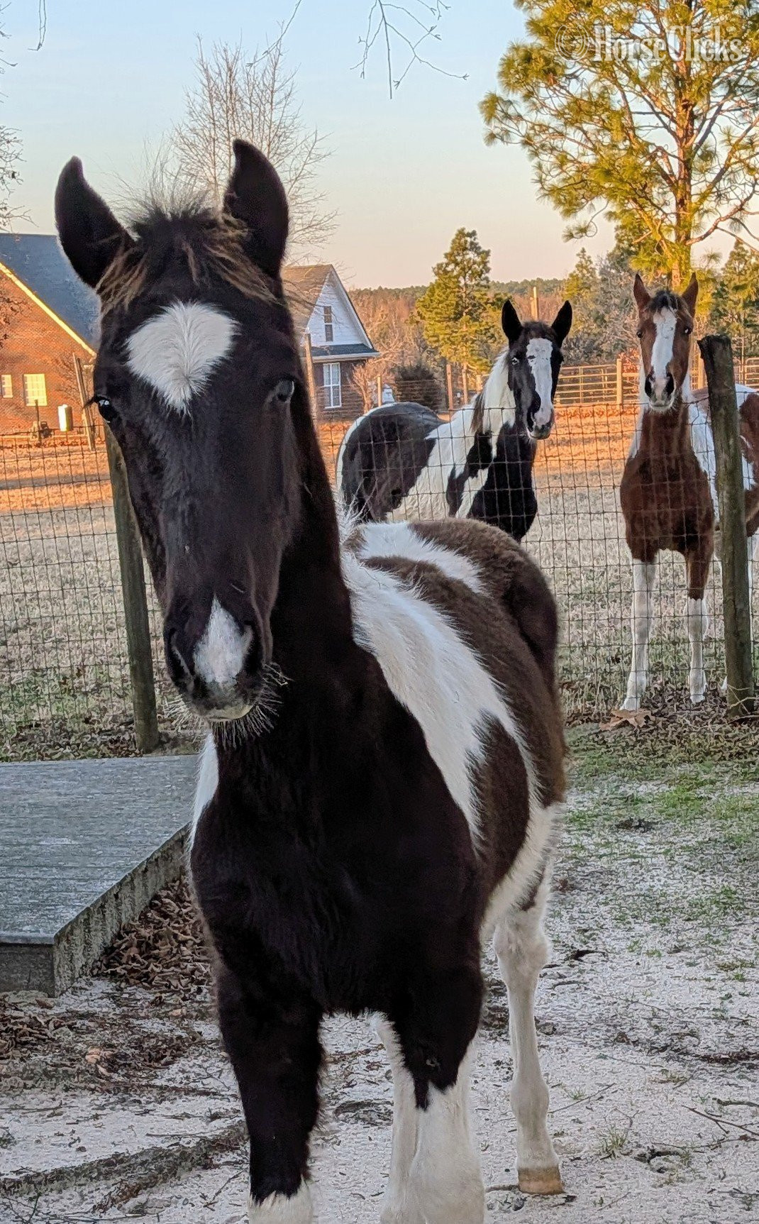 "DMF APACHE'S SONGBIRD" Tabiano Gelding Tennessee Walker - Tennessee Walker