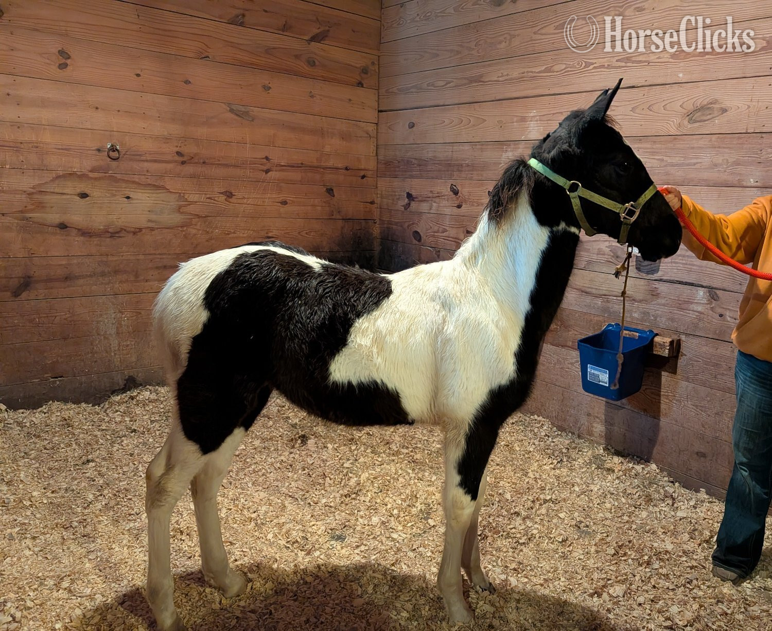 "DMF APACHE'S SONGBIRD" Tabiano Gelding Tennessee Walker South Carolina