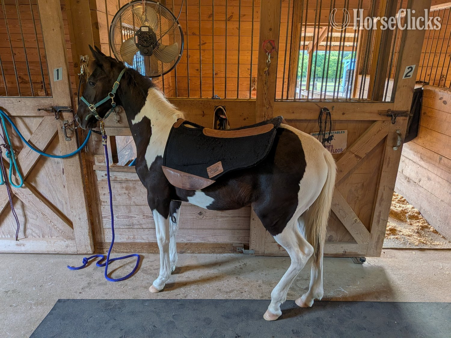 Tennessee Walker - "DMF APACHE'S SONGBIRD" Tabiano Gelding Tennessee Walker in South Carolina