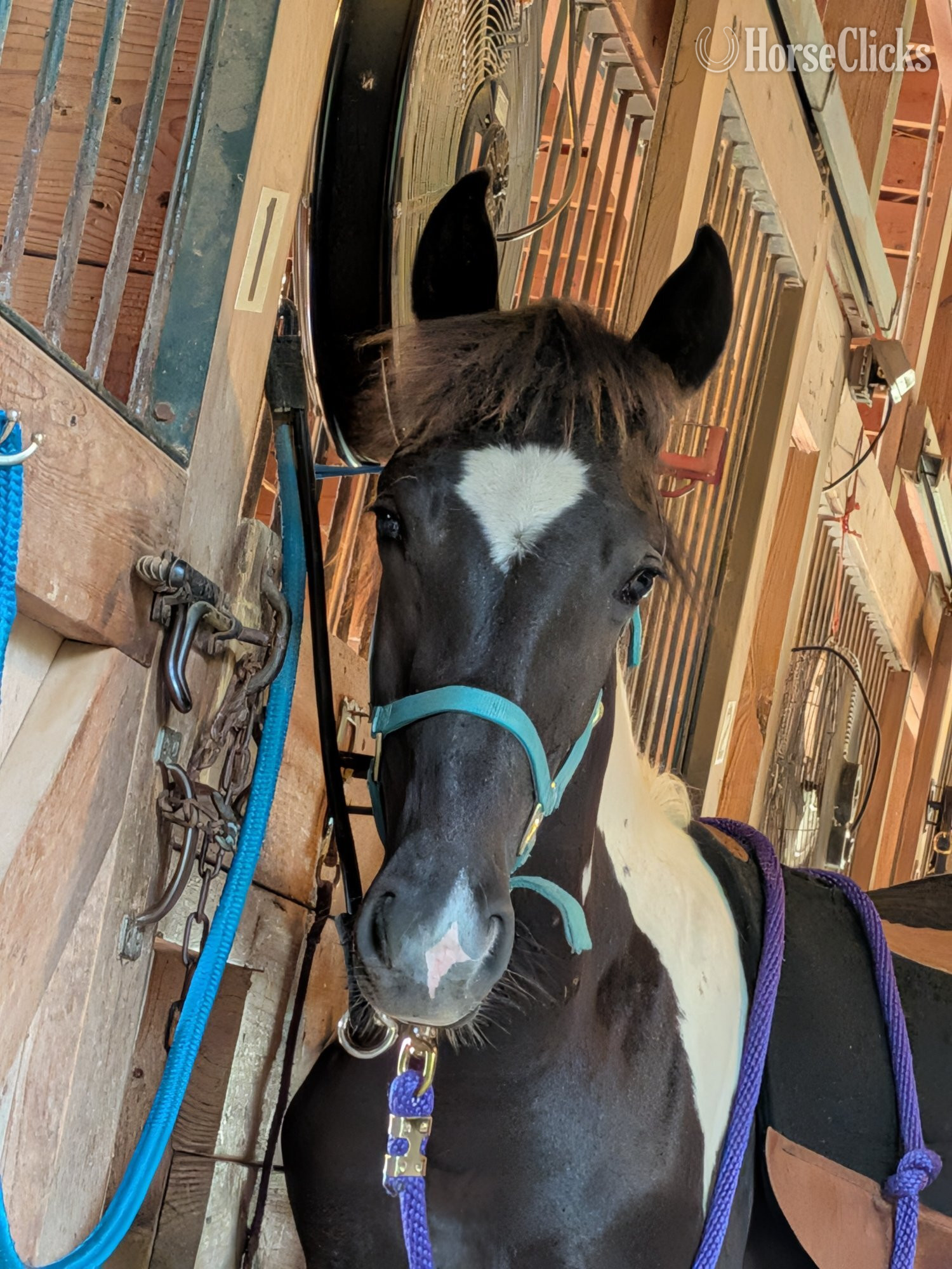 Tennessee Walker - "DMF APACHE'S SONGBIRD" Tabiano Gelding Tennessee Walker