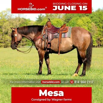 "Mesa" Grullo Mare Quarter Horse