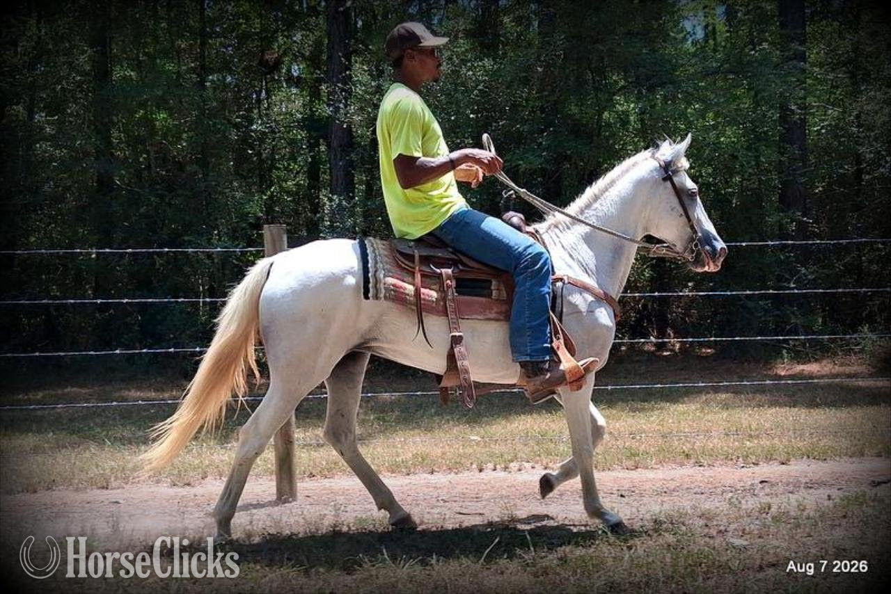Texas "❤️ Wisp • 17 Years of Experience & Still" Grey Mare Paso Fino