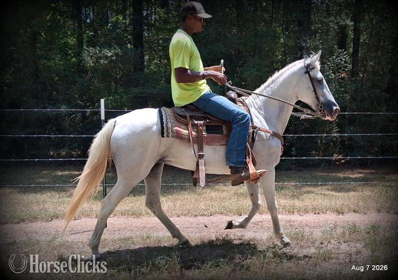 "❤️ Wisp • 17 Years of Experience & Still" Grey Mare Paso Fino - Paso Fino in Texas
