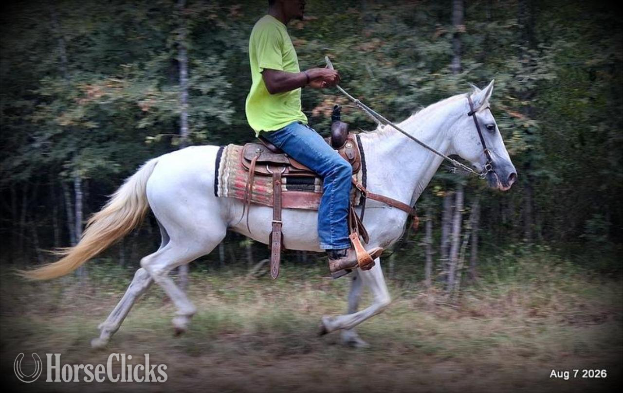 "❤️ Wisp • 17 Years of Experience & Still" Grey Mare Paso Fino - Paso Fino