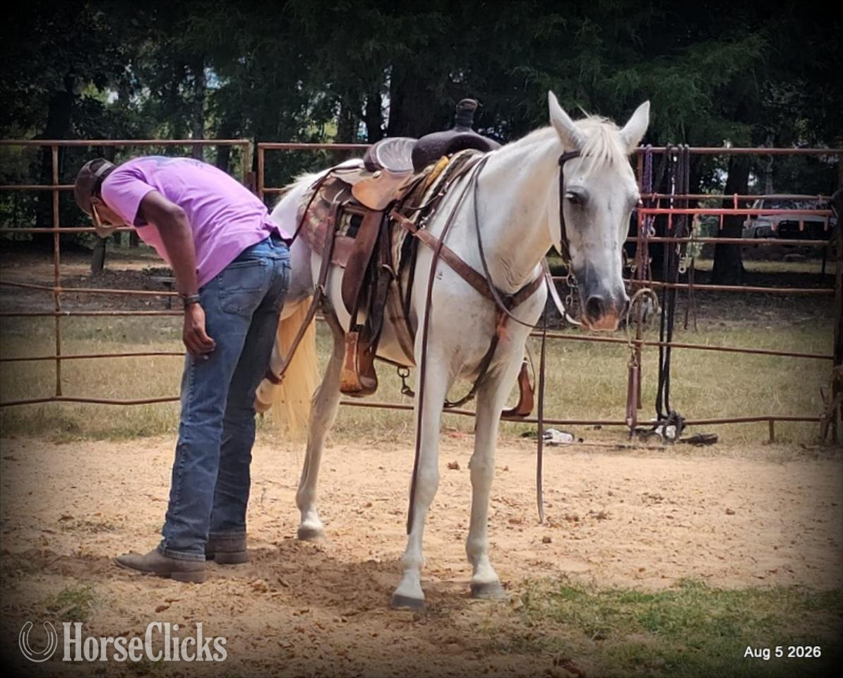"❤️ Wisp • 17 Years of Experience & Still" Grey Mare Paso Fino Texas