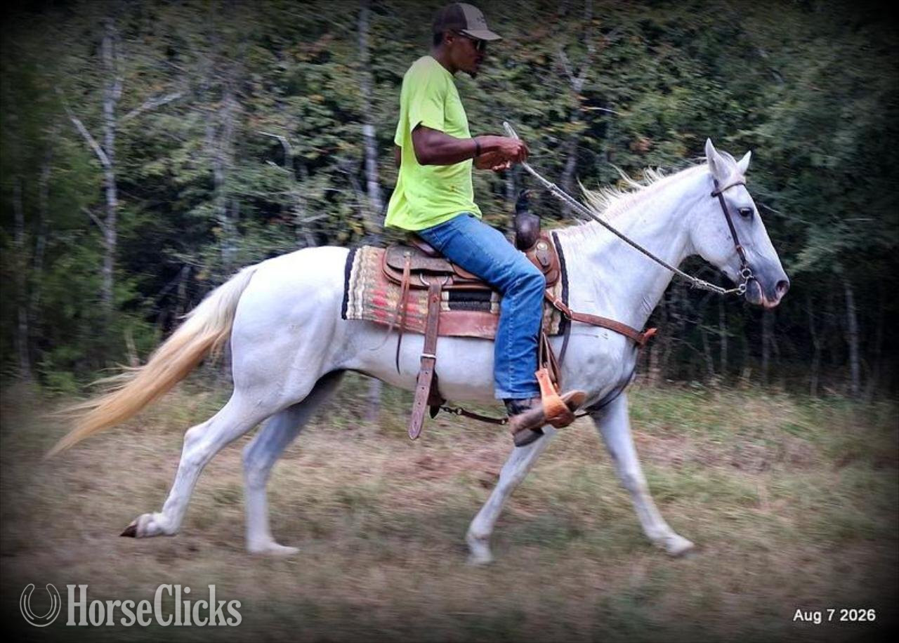 Paso Fino - "❤️ Wisp • 17 Years of Experience & Still" Grey Mare Paso Fino