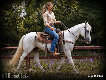 "Wisp • Smooth-Gaited Beginner-Safe Paso " Grey Mare Paso Fino