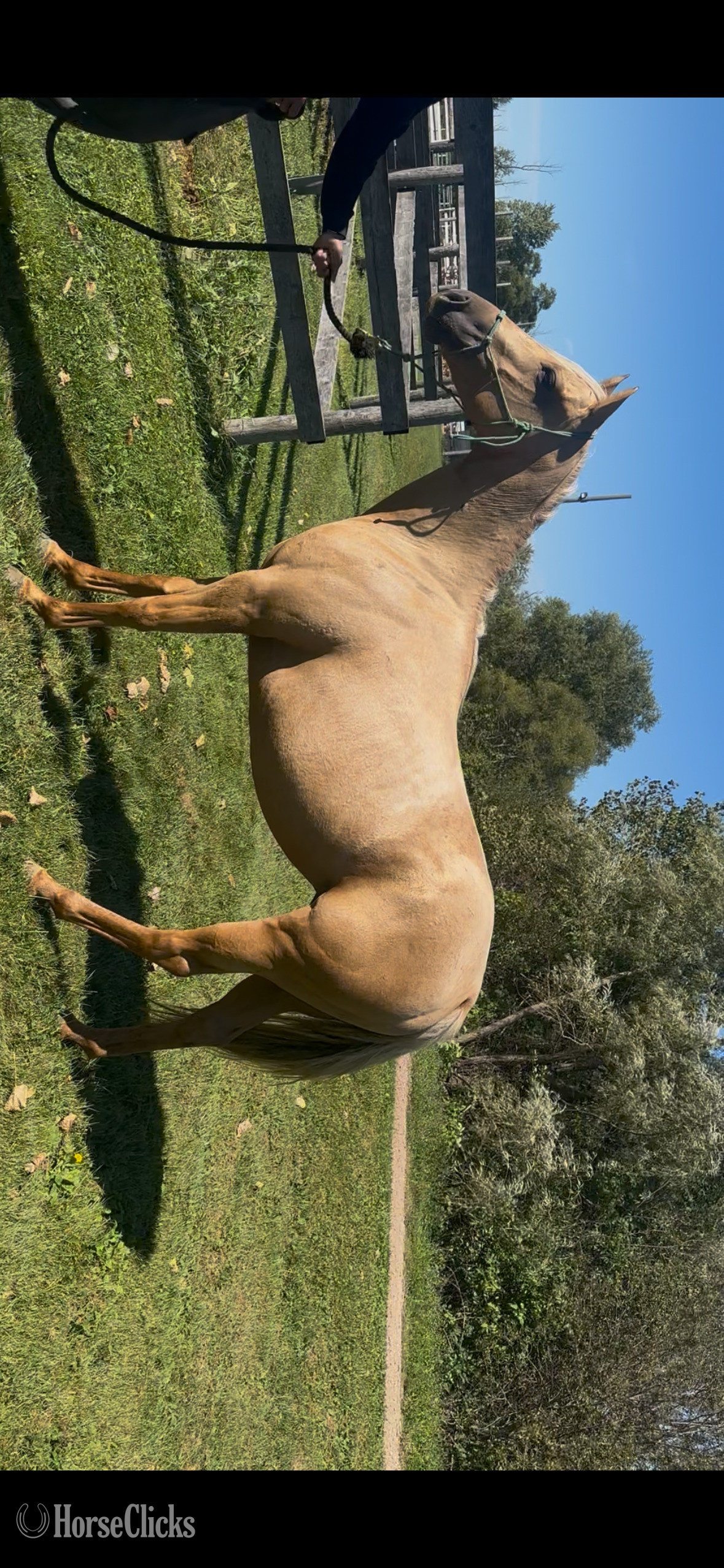 "Zola" Palomino Mare Quarter Horse - Quarter Horse