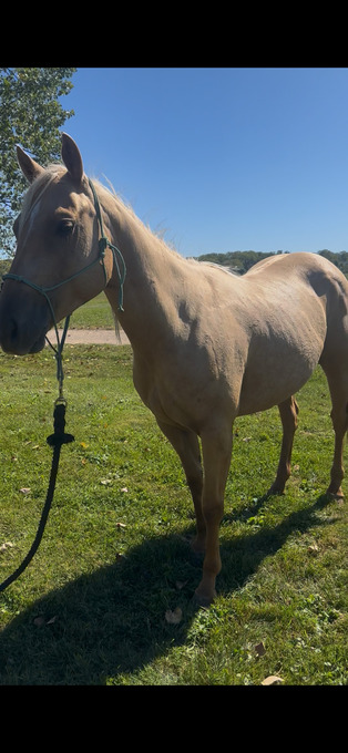 "Zola" Palomino Mare Quarter Horse