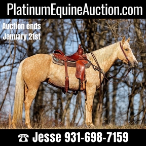 Palomino Horses for sale | HorseClicks